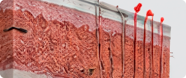 Anatomía de la piel